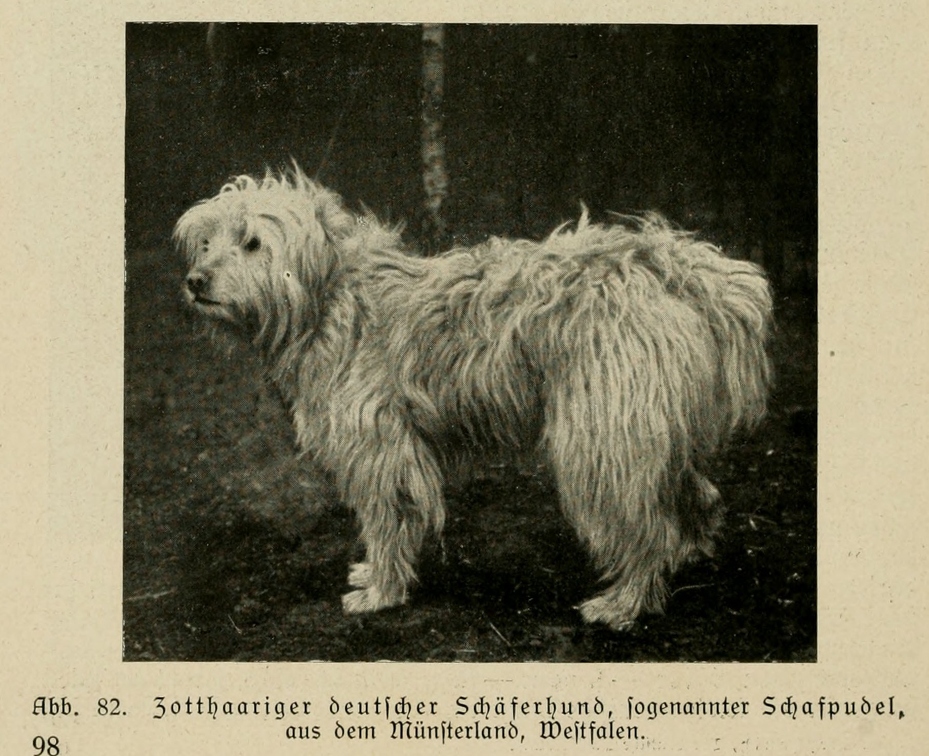 Der_deutsche_Schaferhund_in_Wort_und_Bild_-_vintage-dogs.com _0116 (2).jpg