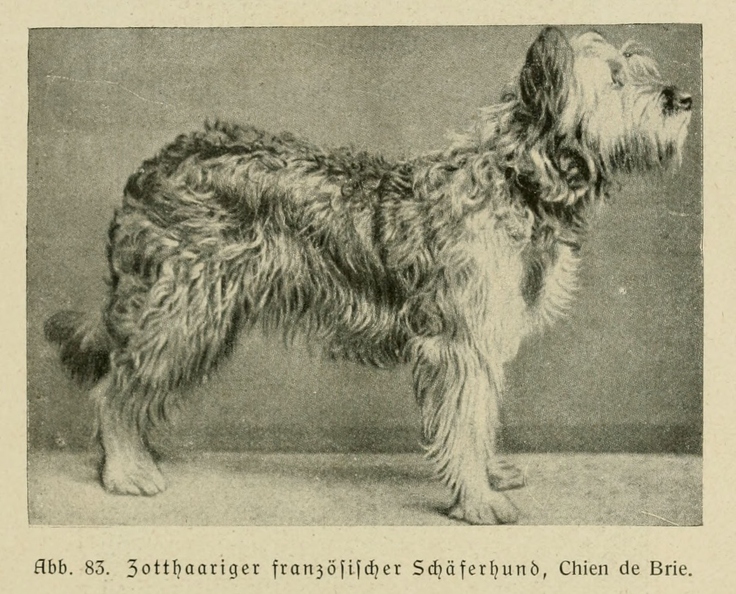 Der_deutsche_Schaferhund_in_Wort_und_Bild_-_vintage-dogs.com _0117.jpg