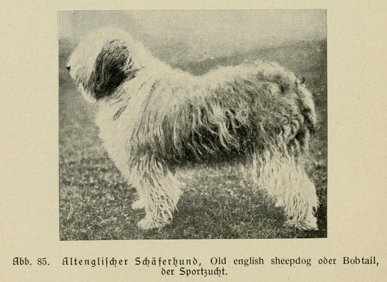 Der_deutsche_Schaferhund_in_Wort_und_Bild_-_vintage-dogs.com _0118 (2).jpg
