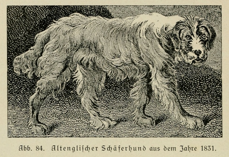 Der_deutsche_Schaferhund_in_Wort_und_Bild_-_vintage-dogs.com _0118.jpg