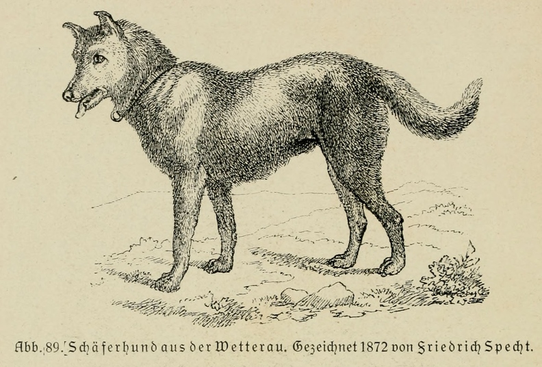 Der_deutsche_Schaferhund_in_Wort_und_Bild_-_vintage-dogs.com _0134.jpg