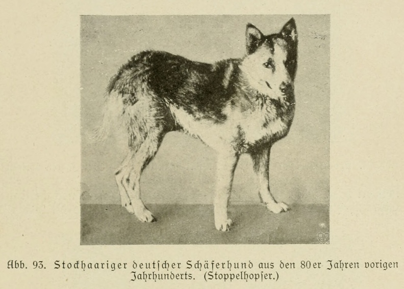 Der_deutsche_Schaferhund_in_Wort_und_Bild_-_vintage-dogs.com _0137.jpg