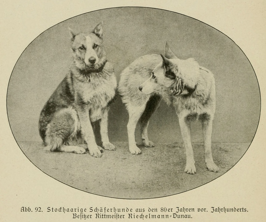 Der_deutsche_Schaferhund_in_Wort_und_Bild_-_vintage-dogs.com _0136.jpg