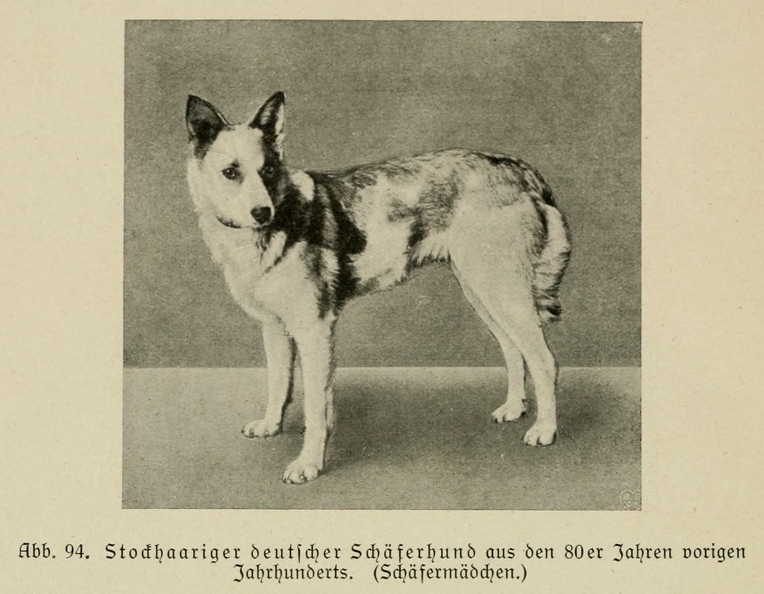 Der_deutsche_Schaferhund_in_Wort_und_Bild_-_vintage-dogs.com _0138.jpg