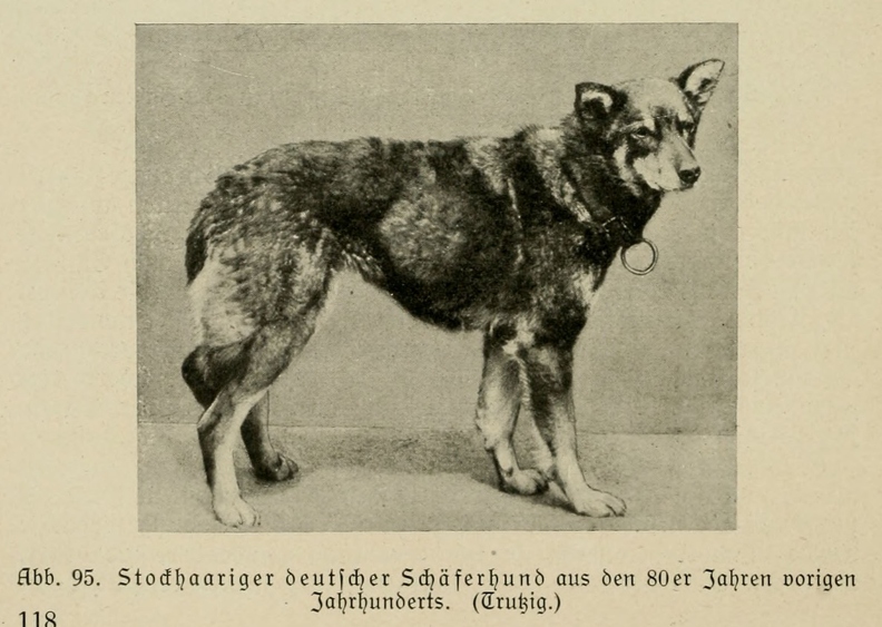 Der_deutsche_Schaferhund_in_Wort_und_Bild_-_vintage-dogs.com _0138 (2).jpg