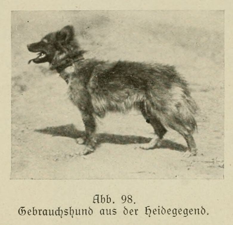 Der_deutsche_Schaferhund_in_Wort_und_Bild_-_vintage-dogs.com _0140.jpg