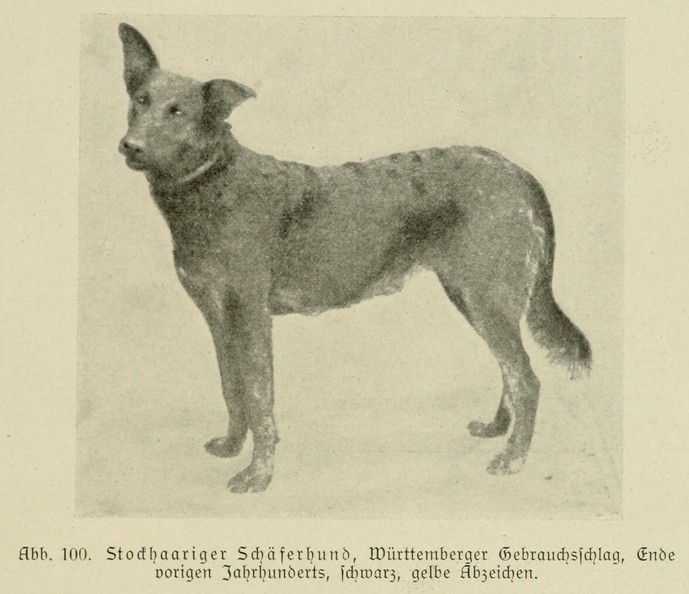 Der_deutsche_Schaferhund_in_Wort_und_Bild_-_vintage-dogs.com _0141.jpg