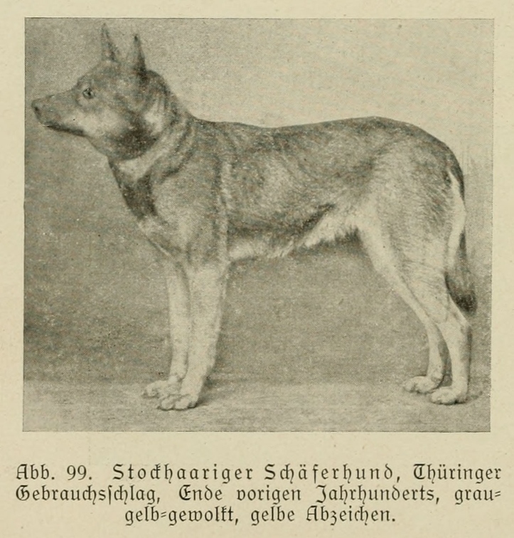 Der_deutsche_Schaferhund_in_Wort_und_Bild_-_vintage-dogs.com _0140 (2).jpg