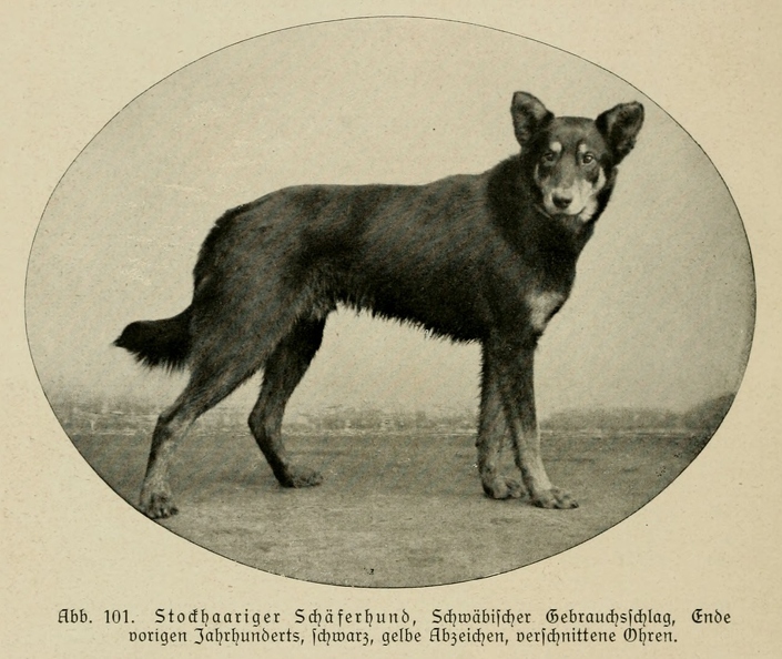 Der_deutsche_Schaferhund_in_Wort_und_Bild_-_vintage-dogs.com _0142.jpg