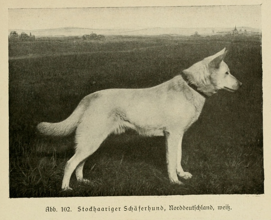Der_deutsche_Schaferhund_in_Wort_und_Bild_-_vintage-dogs.com _0143.jpg