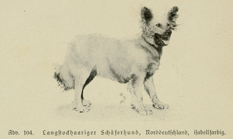 Der_deutsche_Schaferhund_in_Wort_und_Bild_-_vintage-dogs.com _0144.jpg