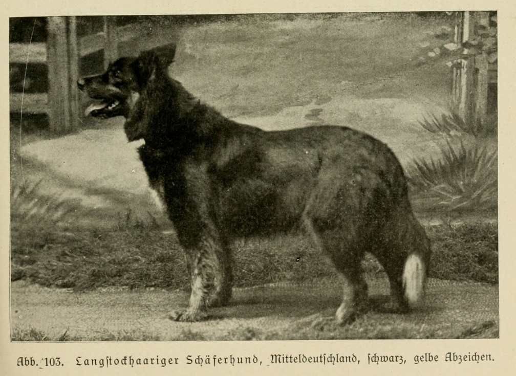 Der_deutsche_Schaferhund_in_Wort_und_Bild_-_vintage-dogs.com _0143 (2).jpg