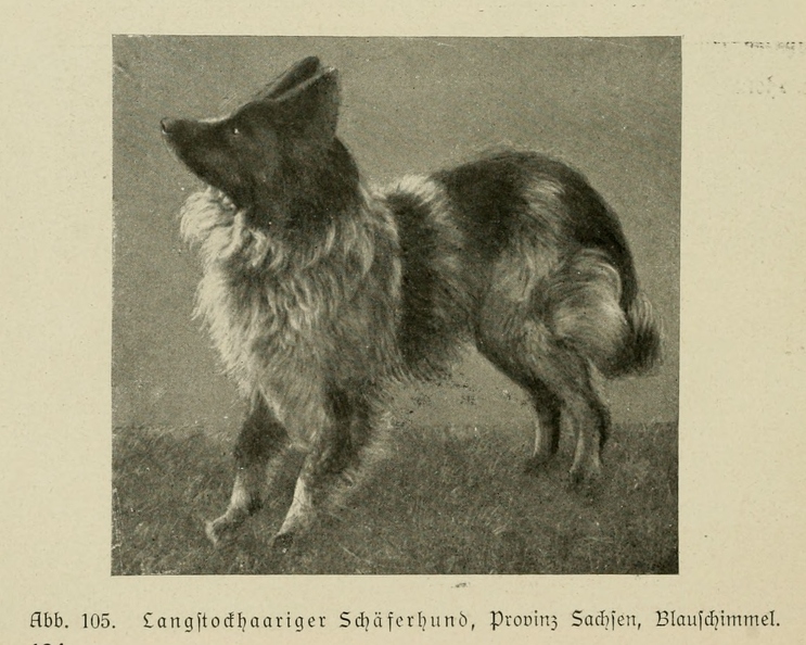 Der_deutsche_Schaferhund_in_Wort_und_Bild_-_vintage-dogs.com _0144 (2).jpg