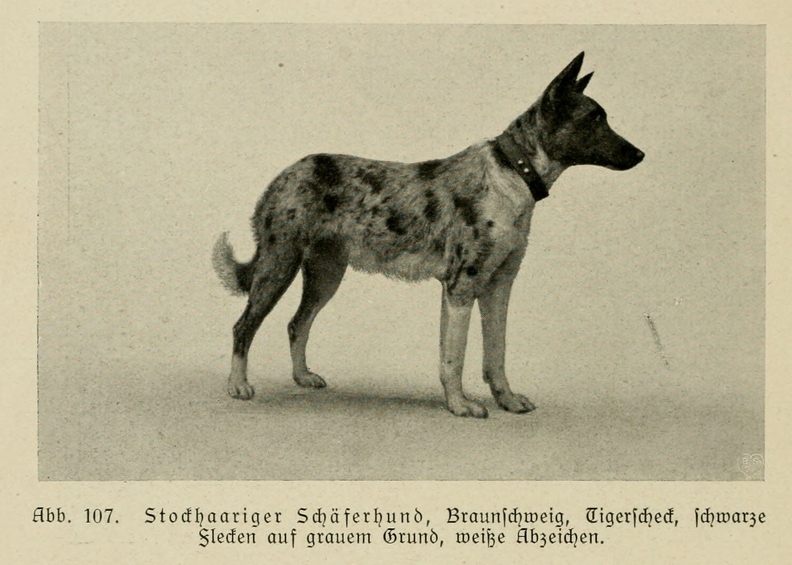 Der_deutsche_Schaferhund_in_Wort_und_Bild_-_vintage-dogs.com _0146.jpg