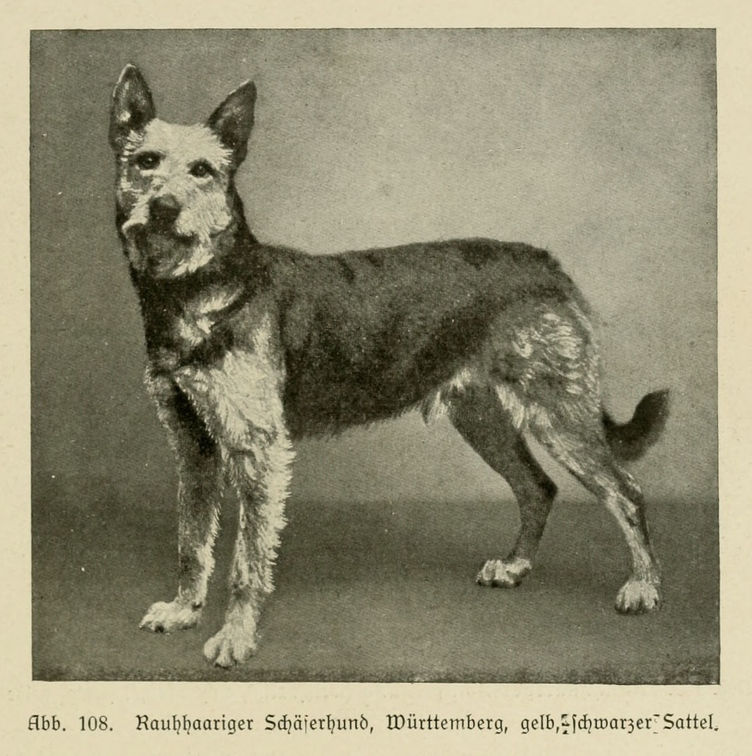 Der_deutsche_Schaferhund_in_Wort_und_Bild_-_vintage-dogs.com _0147.jpg