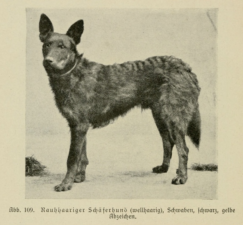Der_deutsche_Schaferhund_in_Wort_und_Bild_-_vintage-dogs.com _0148.jpg
