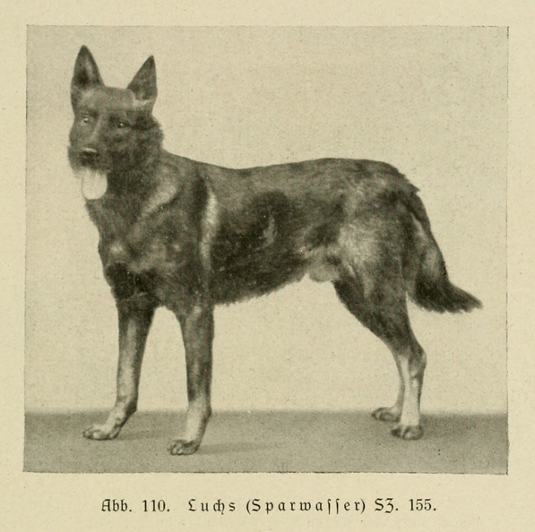 Der_deutsche_Schaferhund_in_Wort_und_Bild_-_vintage-dogs.com _0149.jpg