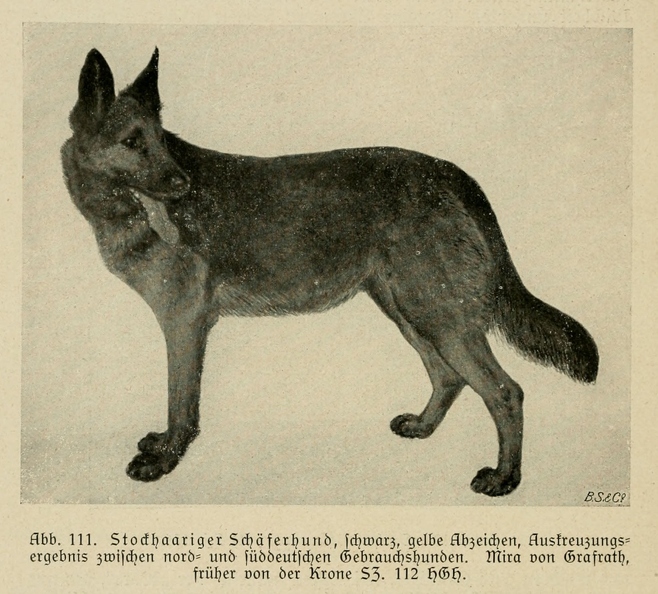 Der_deutsche_Schaferhund_in_Wort_und_Bild_-_vintage-dogs.com _0150.jpg