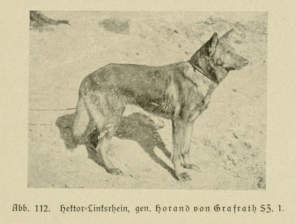Der_deutsche_Schaferhund_in_Wort_und_Bild_-_vintage-dogs.com _0151.jpg