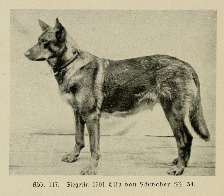 Der_deutsche_Schaferhund_in_Wort_und_Bild_-_vintage-dogs.com _0156.jpg