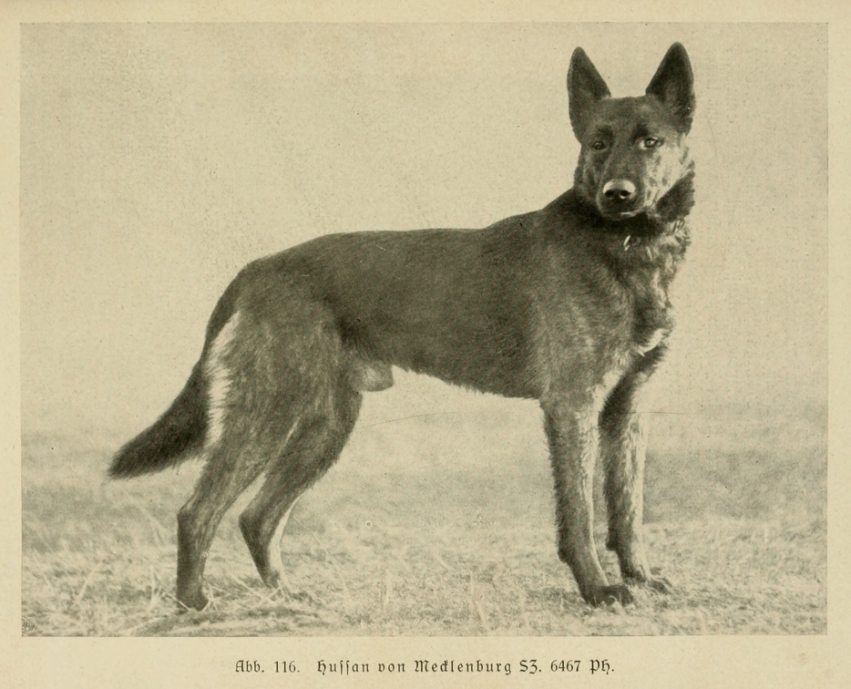 Der_deutsche_Schaferhund_in_Wort_und_Bild_-_vintage-dogs.com _0155.jpg