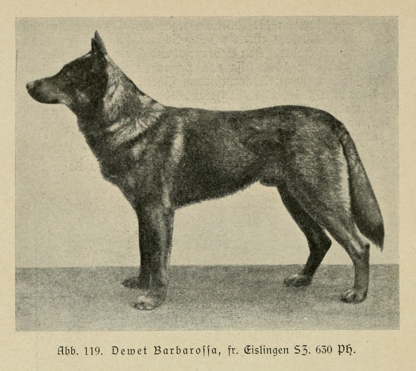 Der_deutsche_Schaferhund_in_Wort_und_Bild_-_vintage-dogs.com _0158.jpg