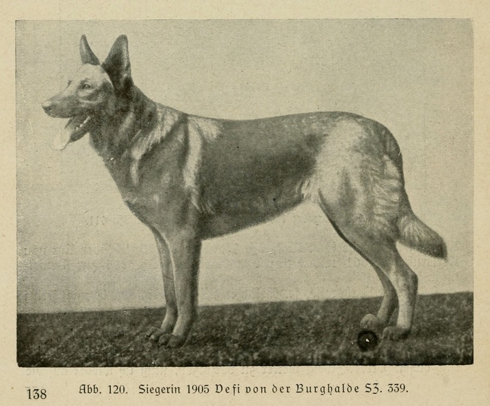 Der_deutsche_Schaferhund_in_Wort_und_Bild_-_vintage-dogs.com _0158 (2).jpg