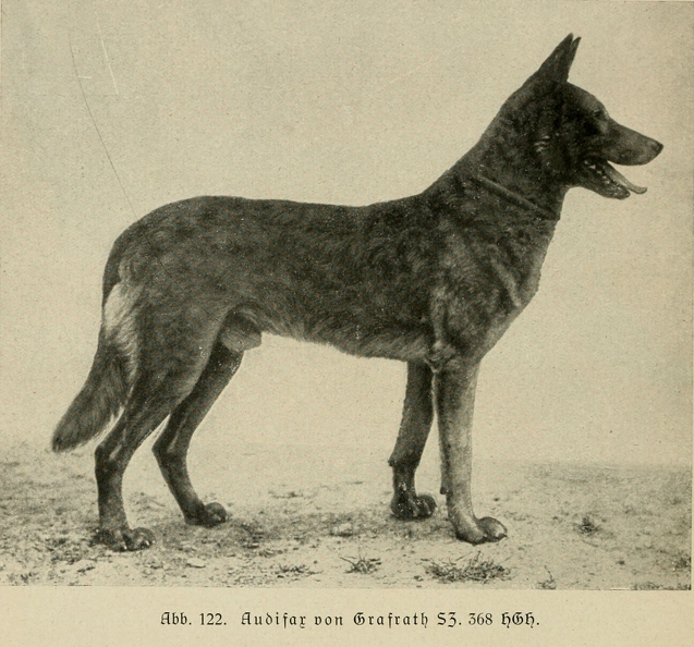 Der_deutsche_Schaferhund_in_Wort_und_Bild_-_vintage-dogs.com _0160.jpg
