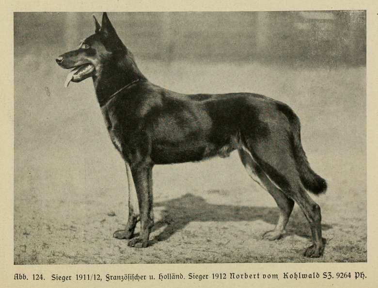 Der_deutsche_Schaferhund_in_Wort_und_Bild_-_vintage-dogs.com _0162.jpg
