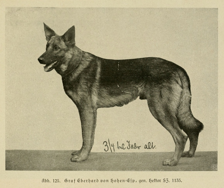 Der_deutsche_Schaferhund_in_Wort_und_Bild_-_vintage-dogs.com _0163.jpg