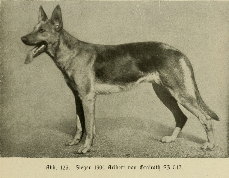 Der_deutsche_Schaferhund_in_Wort_und_Bild_-_vintage-dogs.com _0161.jpg