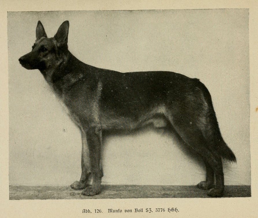 Der_deutsche_Schaferhund_in_Wort_und_Bild_-_vintage-dogs.com _0164.jpg