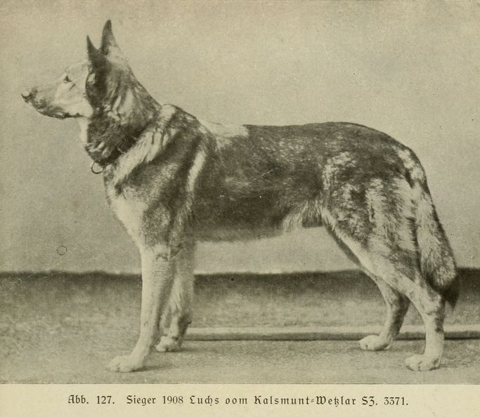 Der_deutsche_Schaferhund_in_Wort_und_Bild_-_vintage-dogs.com _0165.jpg