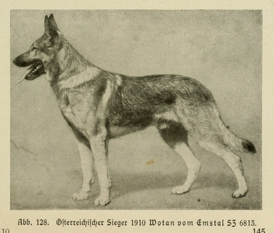 Der_deutsche_Schaferhund_in_Wort_und_Bild_-_vintage-dogs.com _0165 (2).jpg