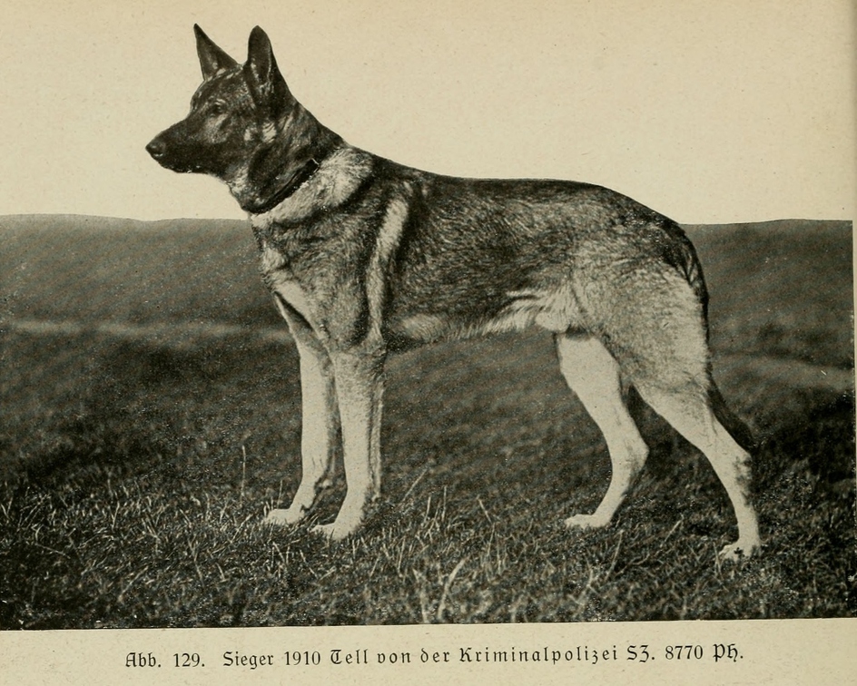Der_deutsche_Schaferhund_in_Wort_und_Bild_-_vintage-dogs.com _0166.jpg