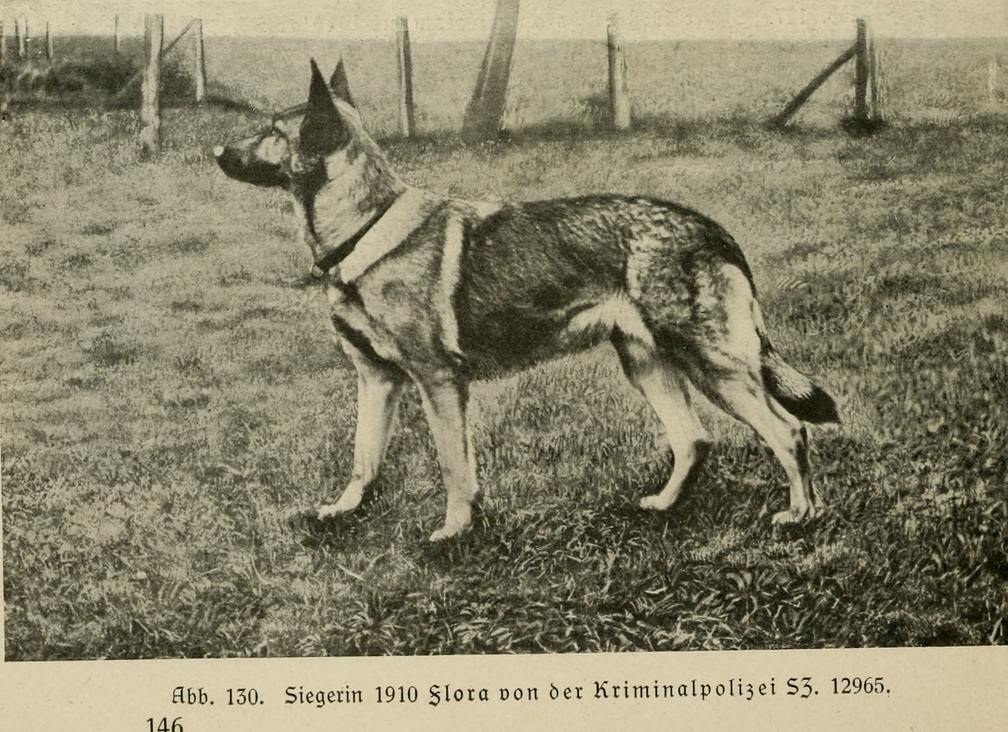 Der_deutsche_Schaferhund_in_Wort_und_Bild_-_vintage-dogs.com _0166 (2).jpg
