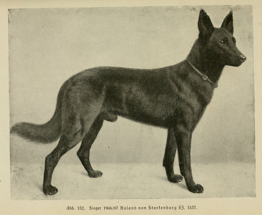 Der_deutsche_Schaferhund_in_Wort_und_Bild_-_vintage-dogs.com _0168.jpg