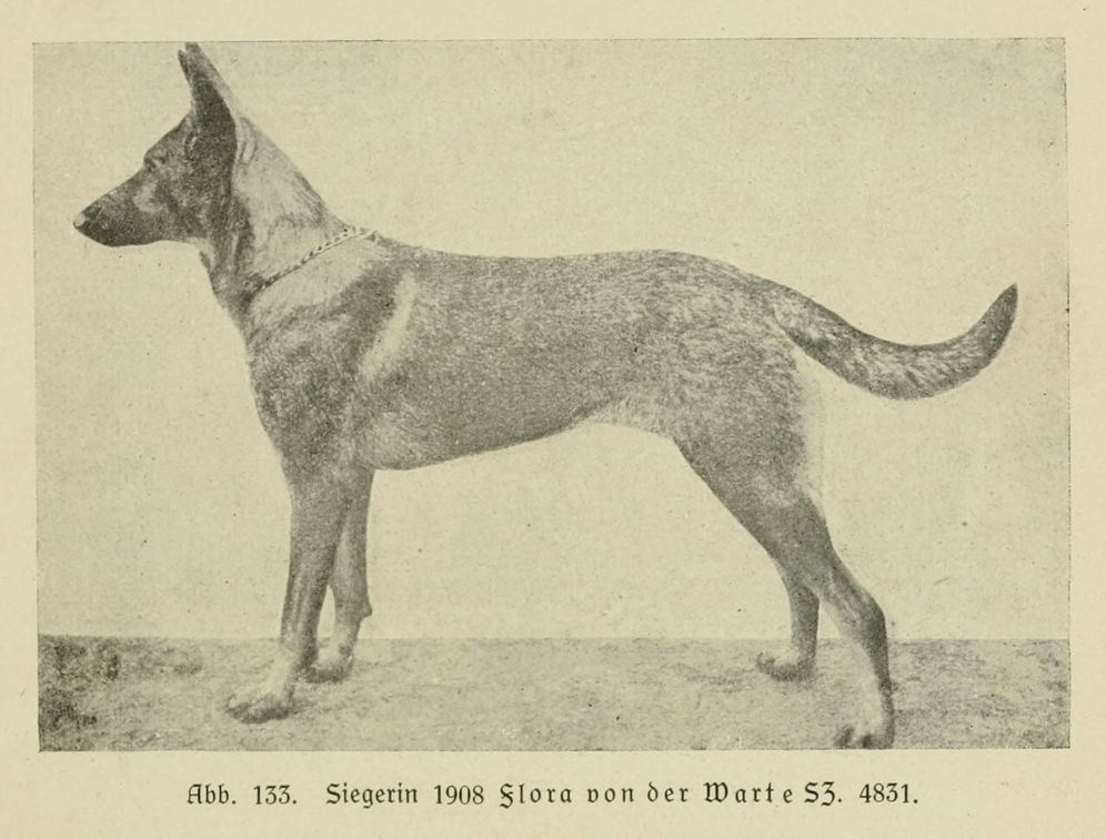 Der_deutsche_Schaferhund_in_Wort_und_Bild_-_vintage-dogs.com _0169.jpg