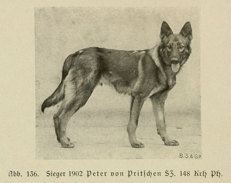 Der_deutsche_Schaferhund_in_Wort_und_Bild_-_vintage-dogs.com _0172.jpg