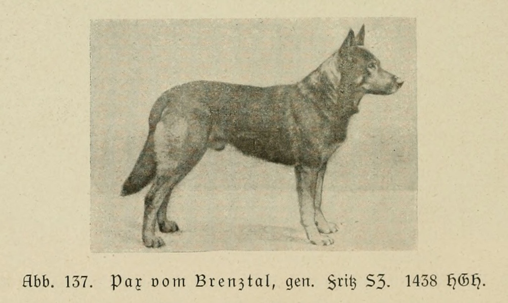 Der_deutsche_Schaferhund_in_Wort_und_Bild_-_vintage-dogs.com _0172 (2).jpg