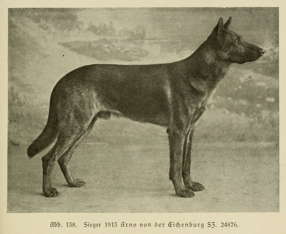 Der_deutsche_Schaferhund_in_Wort_und_Bild_-_vintage-dogs.com _0173.jpg