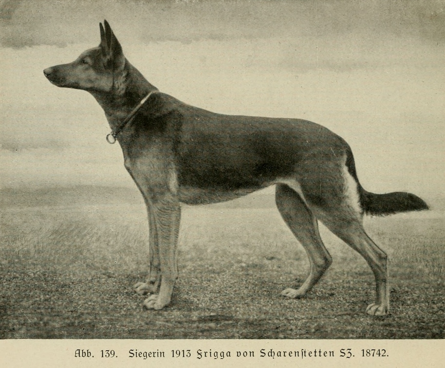 Der_deutsche_Schaferhund_in_Wort_und_Bild_-_vintage-dogs.com _0174.jpg