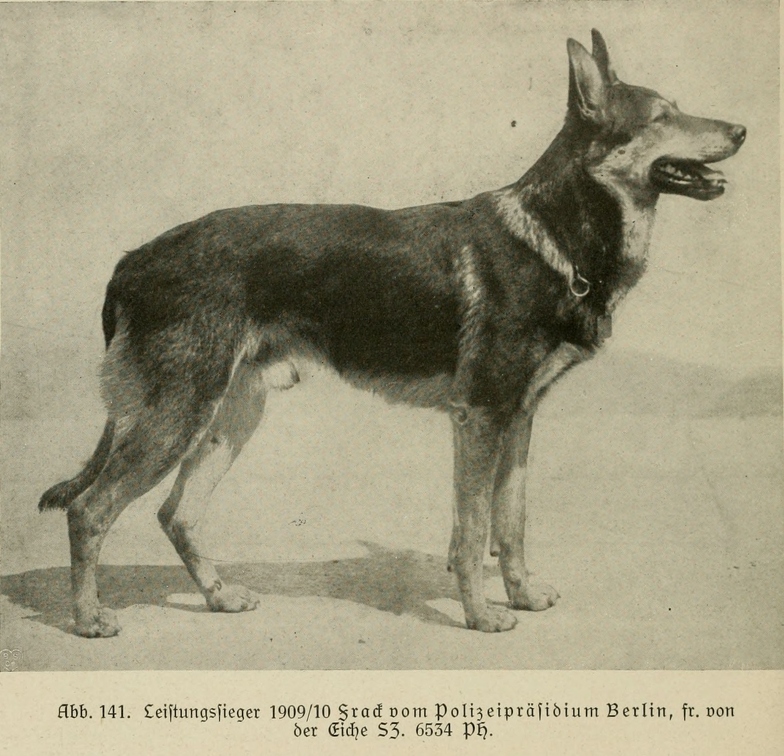 Der_deutsche_Schaferhund_in_Wort_und_Bild_-_vintage-dogs.com _0176.jpg