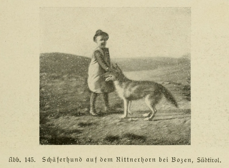 Der_deutsche_Schaferhund_in_Wort_und_Bild_-_vintage-dogs.com _0179.jpg