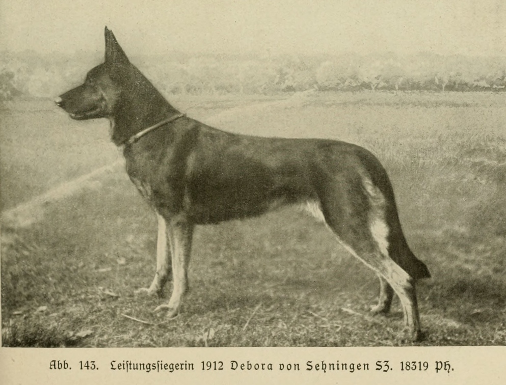 Der_deutsche_Schaferhund_in_Wort_und_Bild_-_vintage-dogs.com _0177 (2).jpg
