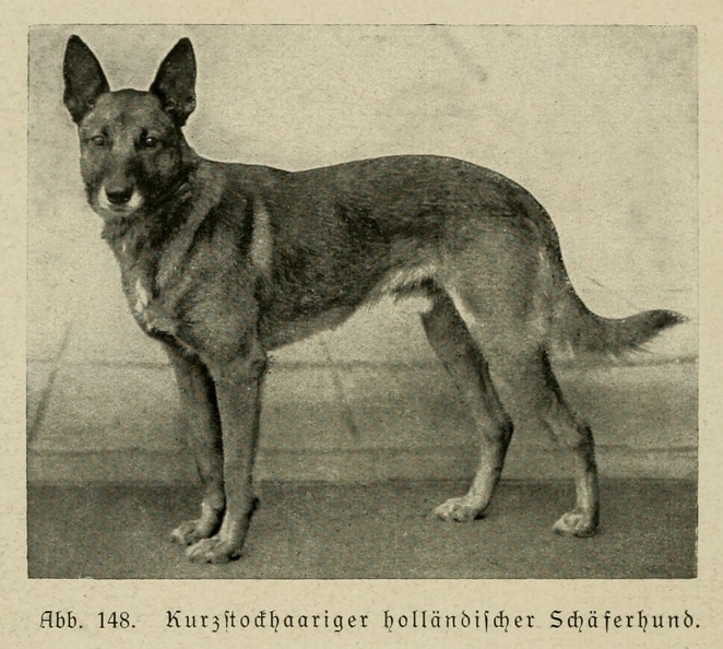 Der_deutsche_Schaferhund_in_Wort_und_Bild_-_vintage-dogs.com _0182.jpg