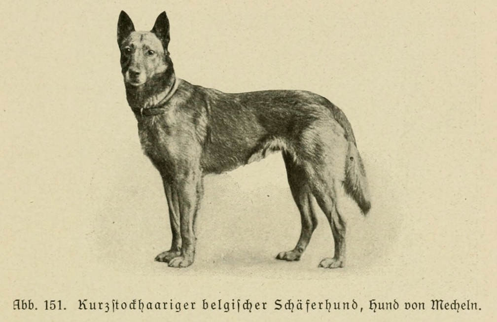 Der_deutsche_Schaferhund_in_Wort_und_Bild_-_vintage-dogs.com _0185.jpg