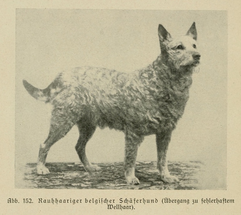 Der_deutsche_Schaferhund_in_Wort_und_Bild_-_vintage-dogs.com _0186.jpg