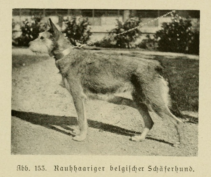 Der_deutsche_Schaferhund_in_Wort_und_Bild_-_vintage-dogs.com _0187.jpg