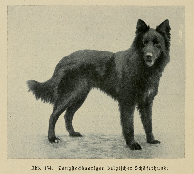 Der_deutsche_Schaferhund_in_Wort_und_Bild_-_vintage-dogs.com _0188.jpg